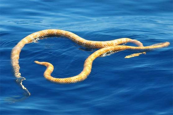 Snakes alive! Missing species found off Australia coast