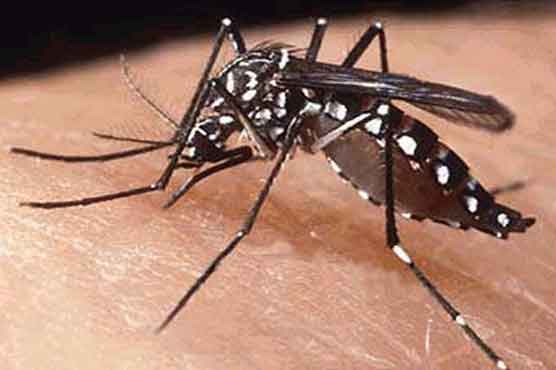 Dengue fever spreads around the world