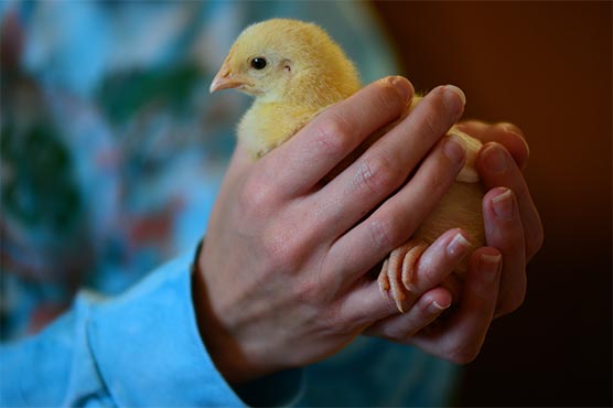 Angry with tax situation, man leaves chickens in revenue office