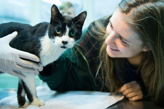 Joy for Berlin family as cat returns for Christmas