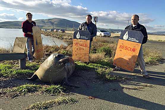 Elephant seal repeatedly tries to cross California highway