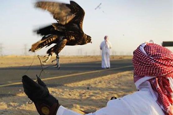 Pakistan prepares for Saudi royal to hunt endangered birds