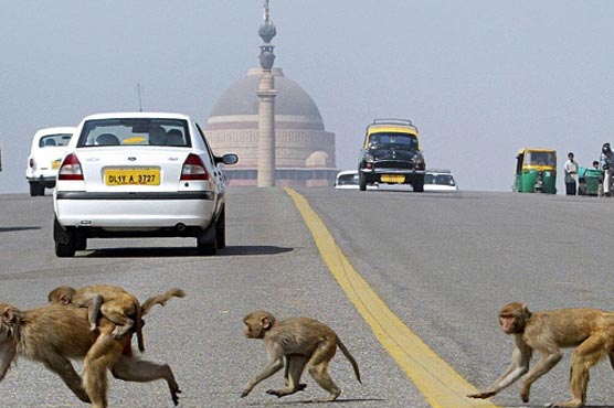 India's brides hire langurs to halt monkey business