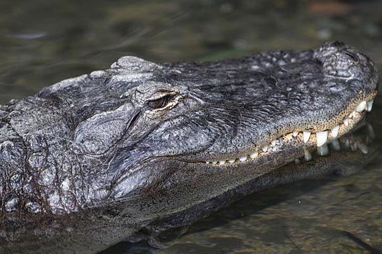 US man killed alligators for Super Bowl snack