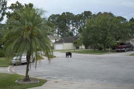 Florida considers bear hunting after spate of suburban attacks
