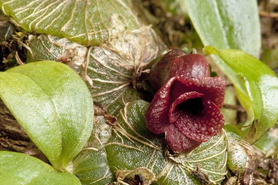 British botanists find unknown 'warty' orchid species