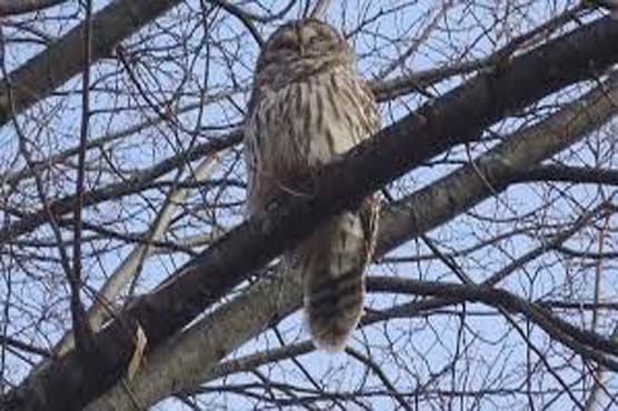 Joggers warned to beware of angry owl in Oregon