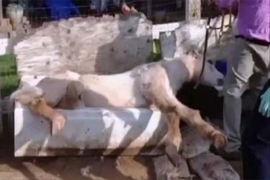California firefighters save horse stuck in outdoor bathtub