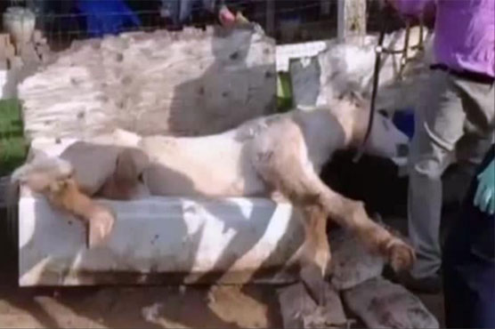 California firefighters save horse stuck in outdoor bathtub
