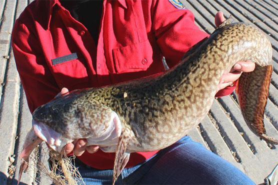 Warmth gives ugly invasive fish brief reprieve from anglers