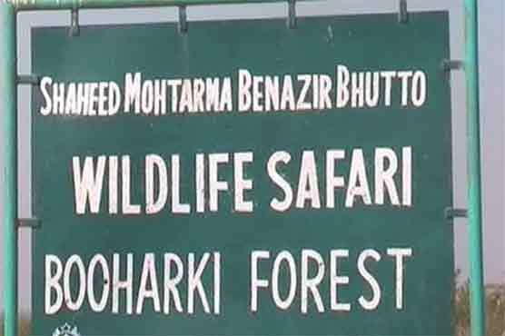 Badin: 39 rare deer disappeared from Benazir Park