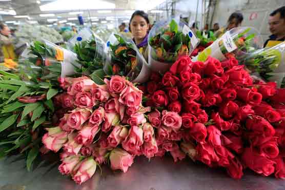 Colombia races to meet Valentine's Day rose demand