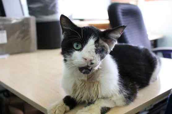 Florida 'zombie cat' hit with custody motion