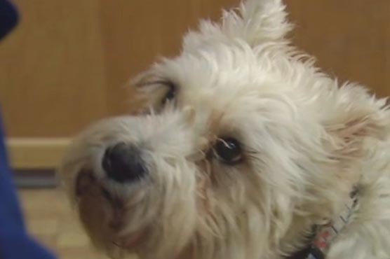 Dog sniffs way to find Iowa hospital where owner was