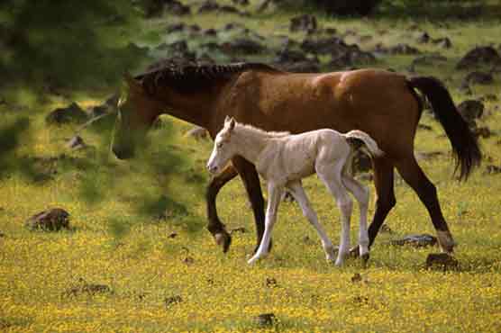 Wild ponies ride to the rescue of unique Czech ecosystem