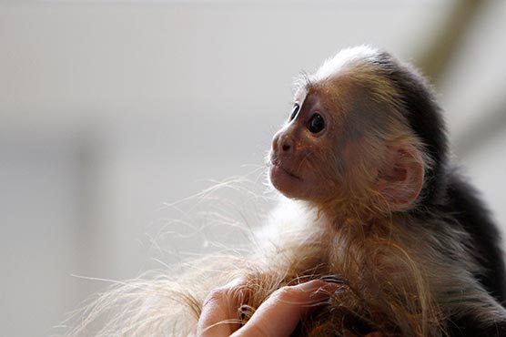 Indian couple to leave everything to pet monkey
