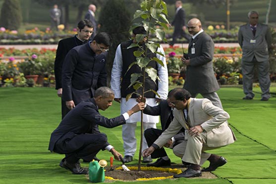 India insists: Obama's tree is not dead