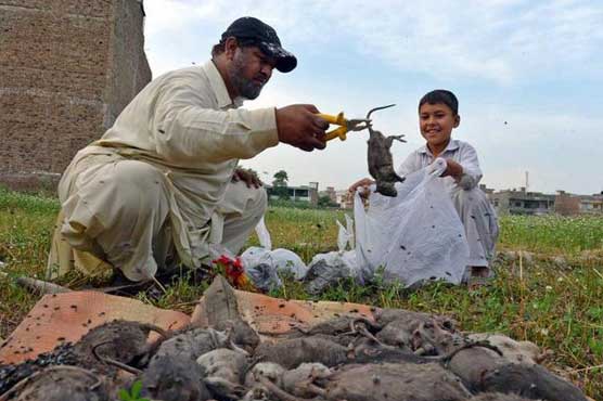 Peshawar hires 'rat killer' to tackle rodent problem