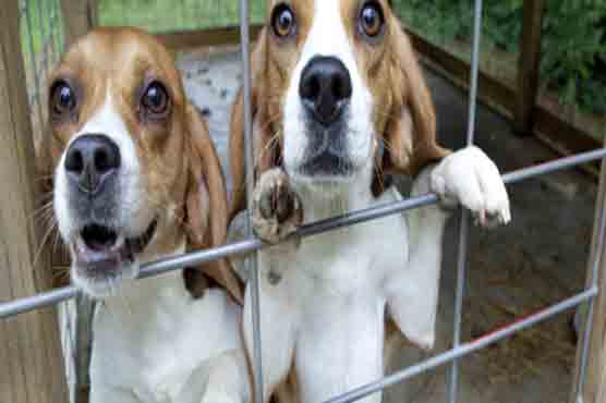 Tehran keeps tighter leash on strays with GPS collars