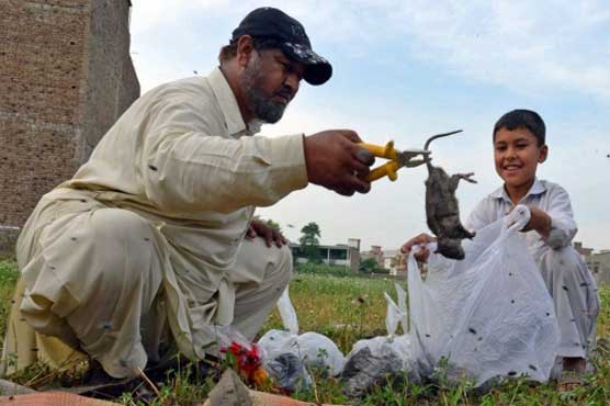 Authorities hire 'rat killer' to tackle rodent problem in Peshawar
