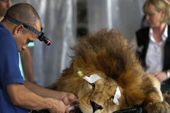 Lions rescued from circuses in Peru get their teeth fixed