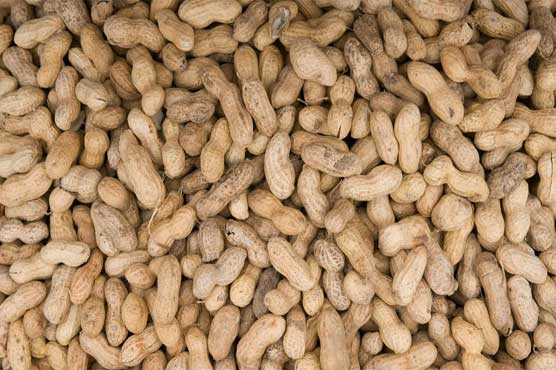 Eating peanuts early could prevent allergy in infants: study