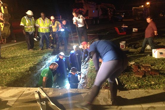 More than a dozen manatees stuck in Florida drainage pipe