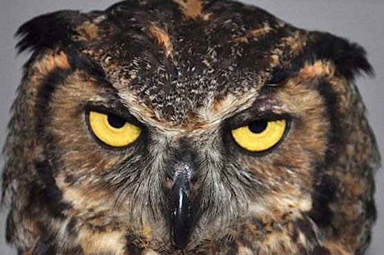 Ooowl, that hurt! Rogue bird sows terror in Dutch city