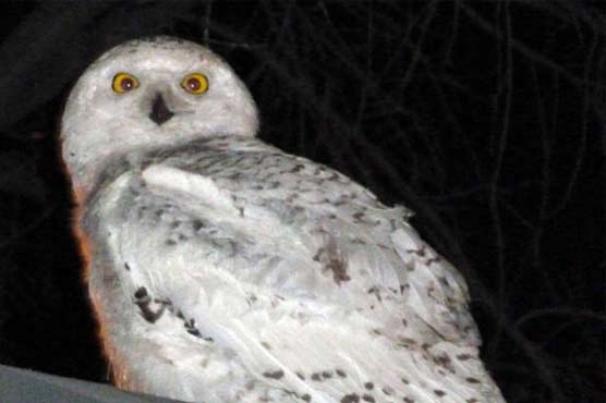 Driver near Seattle blames owl-watching for car crash
