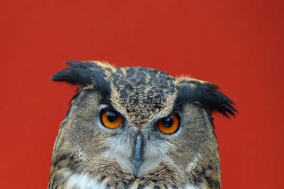 Aggressive owl sinks its talons into residents of Dutch town