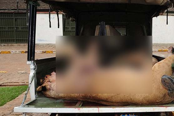 Maasai kill six lions after livestock attack