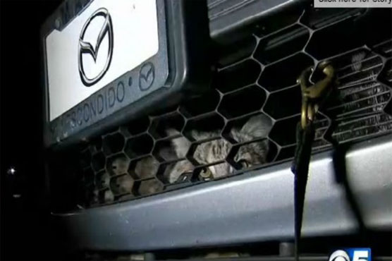 Wild ride for Arizona bobcat stuck in car grille