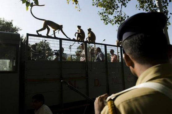 Toxic biscuits kill 14 monkeys in India