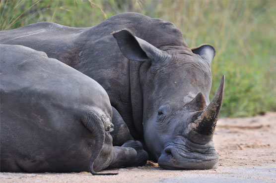 S.African rangers kill two rhino poachers in Kruger National Park