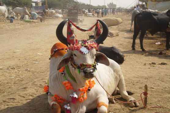 Plans afoot to clean India's offices with cow urine