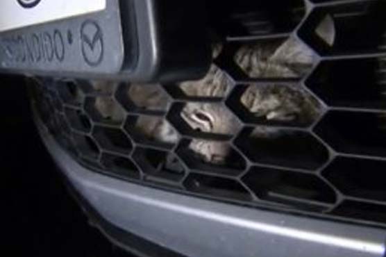 Bobcat trapped in car grille to return to Arizona forest