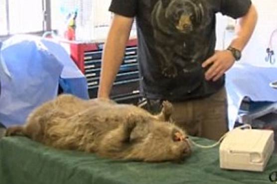 Giant beaver captured at Phoenix-area lake