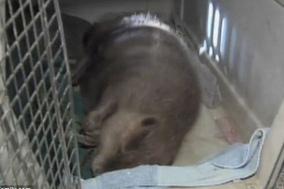 Giant beaver captured at Phoenix-area lake