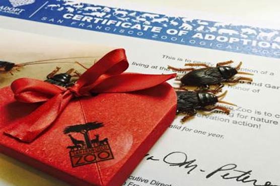 Zoo offers spurned lovers cockroach, scorpion adoptions
