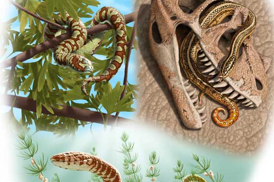 Snakes 70 million years older than thought: study