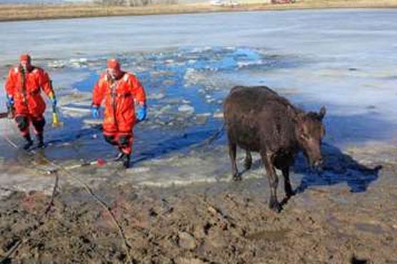 Firefighters rescue cows that took icy dip in Colorado pond