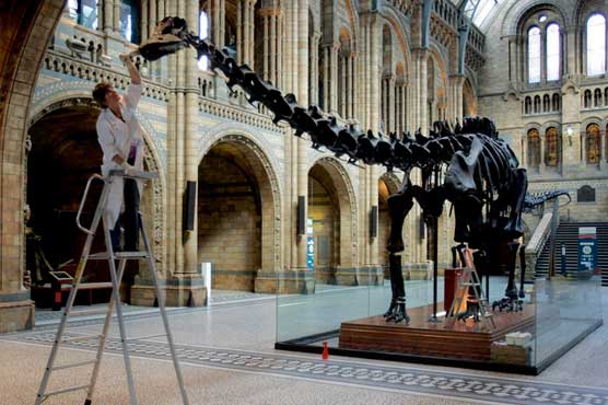 Dinosaur no more: Fans lament loss of museum's iconic Dippy