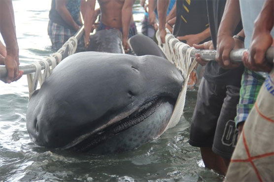 Rare megamouth shark washes ashore in Philippines