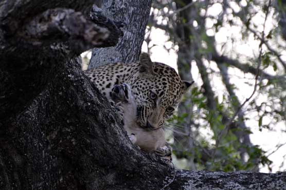 Guide survives leopard mauling at S.Africa's Kruger Park