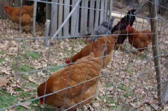 China using animals to predict earthquakes: report 