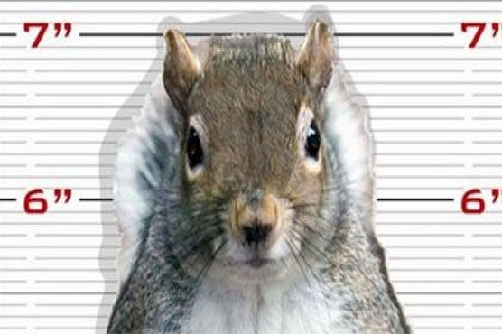 Police seek help after nut theft, post mug shot of squirrel