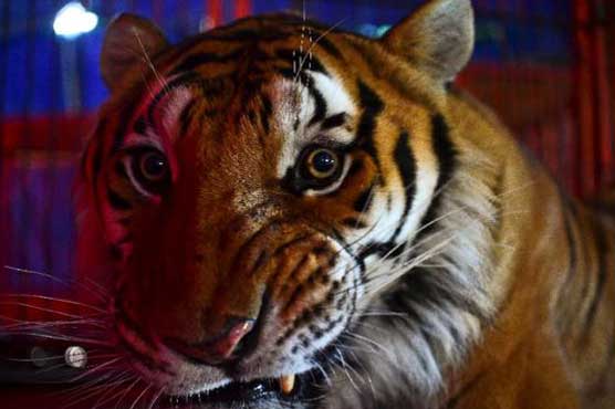 After ban, Mexico's circus animals await new homes