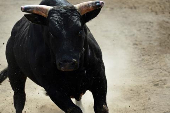 Bull Chases Robbery Suspect