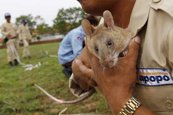 Cambodia uses 'life-saving' rats to sniff out deadly landmines