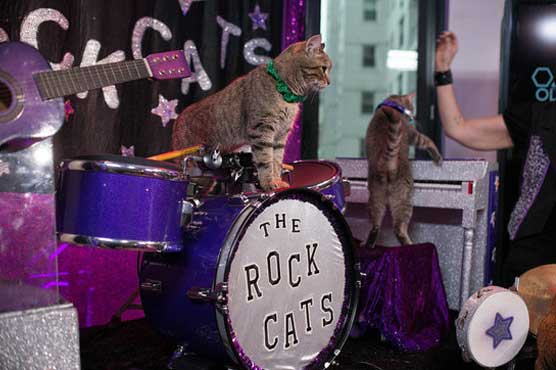 Behind The Meow-sic: Meet The All-Cat Rock Band